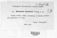 Melanconium sphaeroideum image